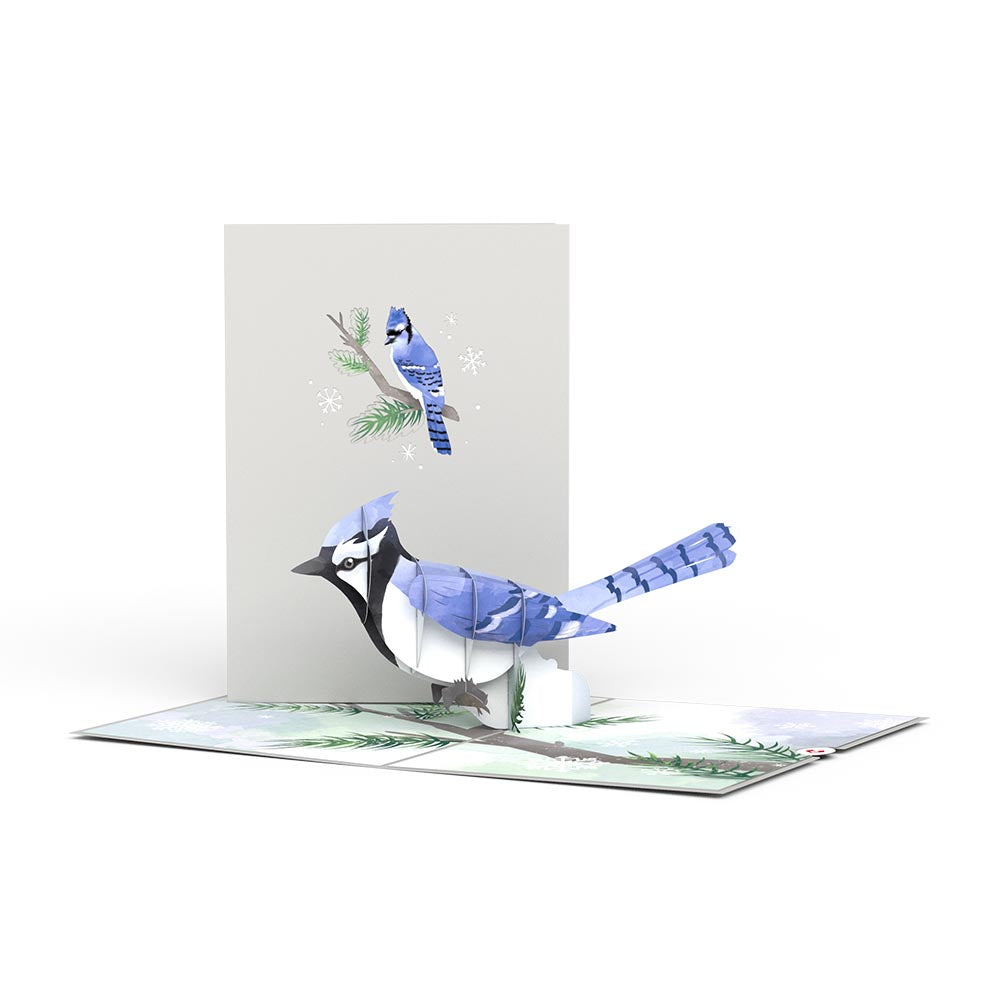 Winter Blue Jay Pop-Up Card