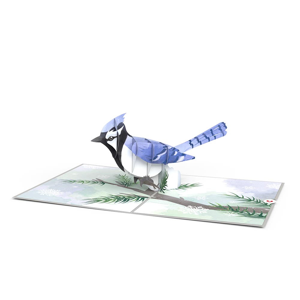 Winter Blue Jay Pop-Up Card