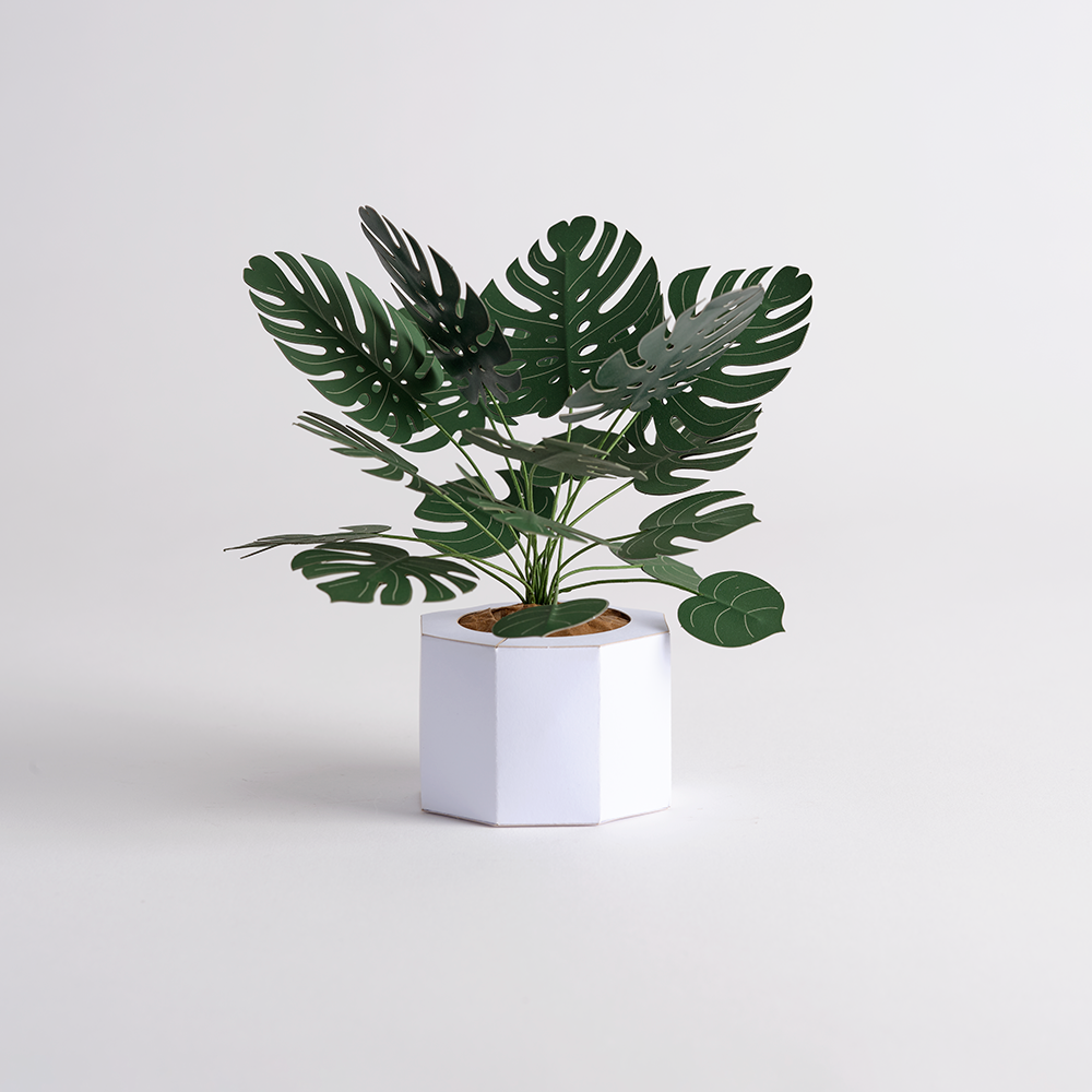 Paper Monstera Plant DIY Kit