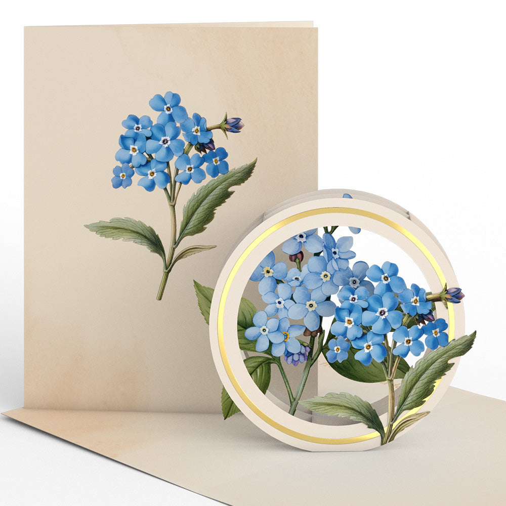 Beautiful Botanicals Box Set (Assorted 12-Pack): Paperpop® Card