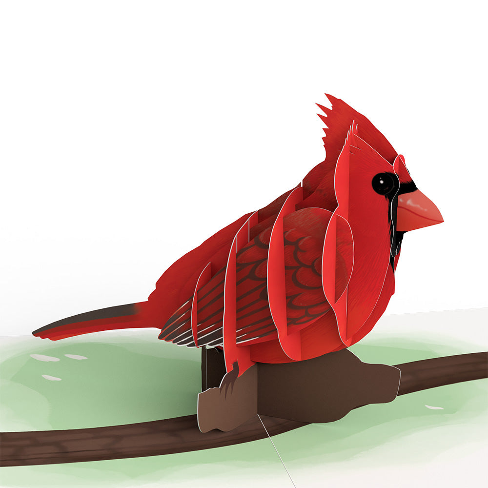 Spring Birds Box Set (Assorted 12-Pack): Paperpop® Card