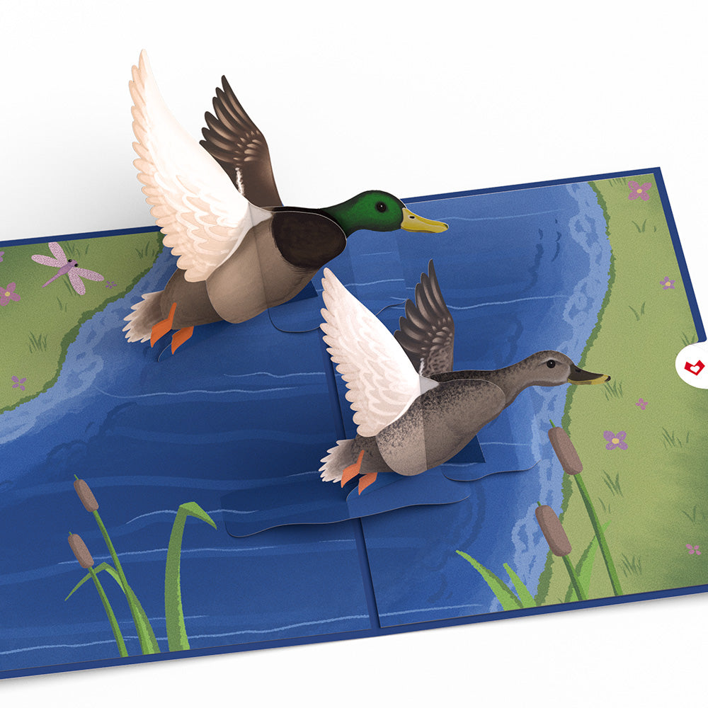 Pondside Mallard Ducks Pop-Up Card