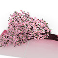 Cherry Blossom Branches in Bloom Mother’s Day Pop-Up Card and Sunny Bloom Sentiment Set for Mom