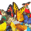 Butterflies in Flight Pop-Up Card and Grandparents Day Sentiment Set
