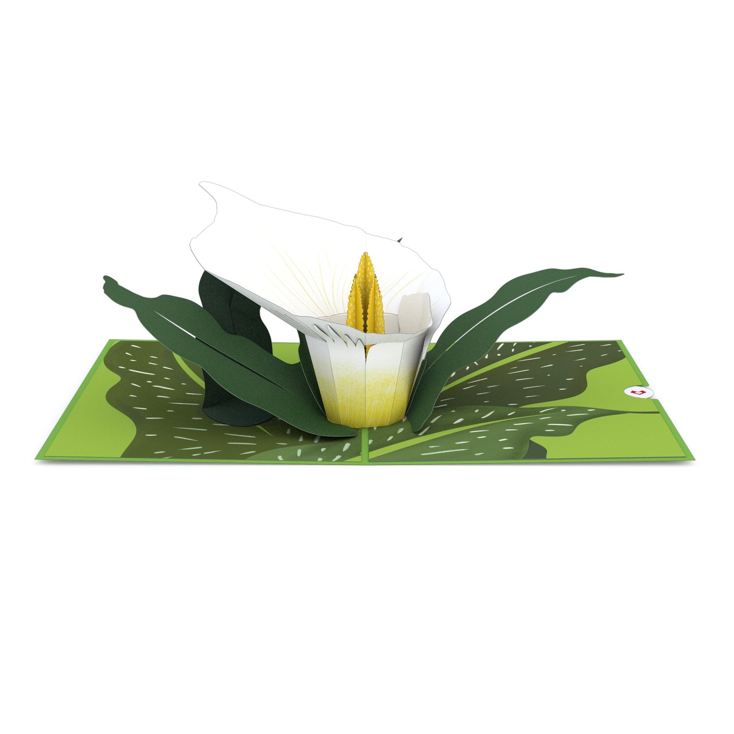 White Calla Lily Pop-Up Card